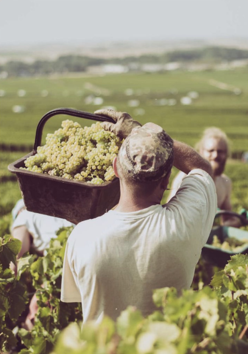 Wine selection from Signature Wines